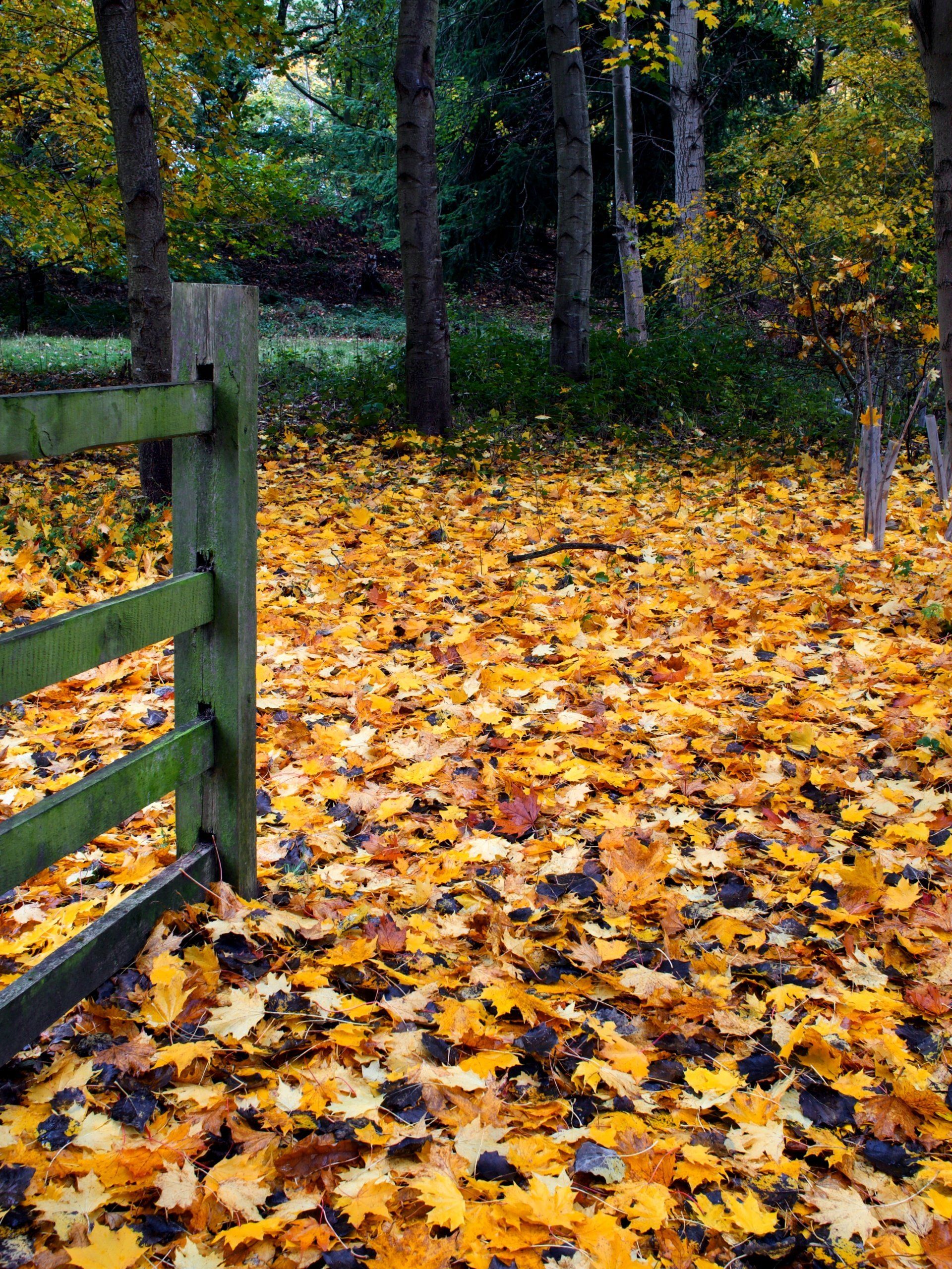 autumn leaves at hartsholme country park