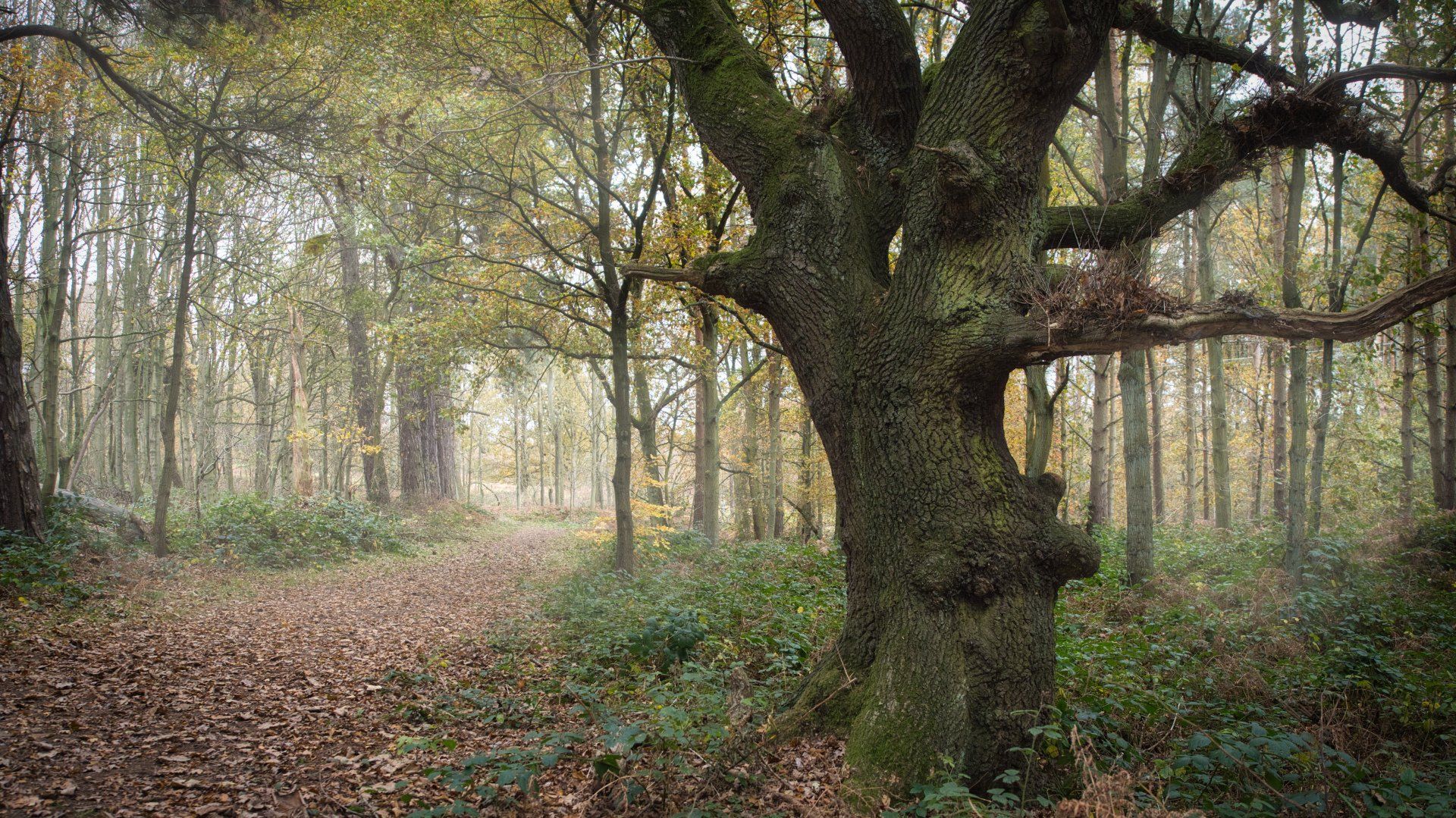 Photo by: Derek Smith an oak tree in a wood