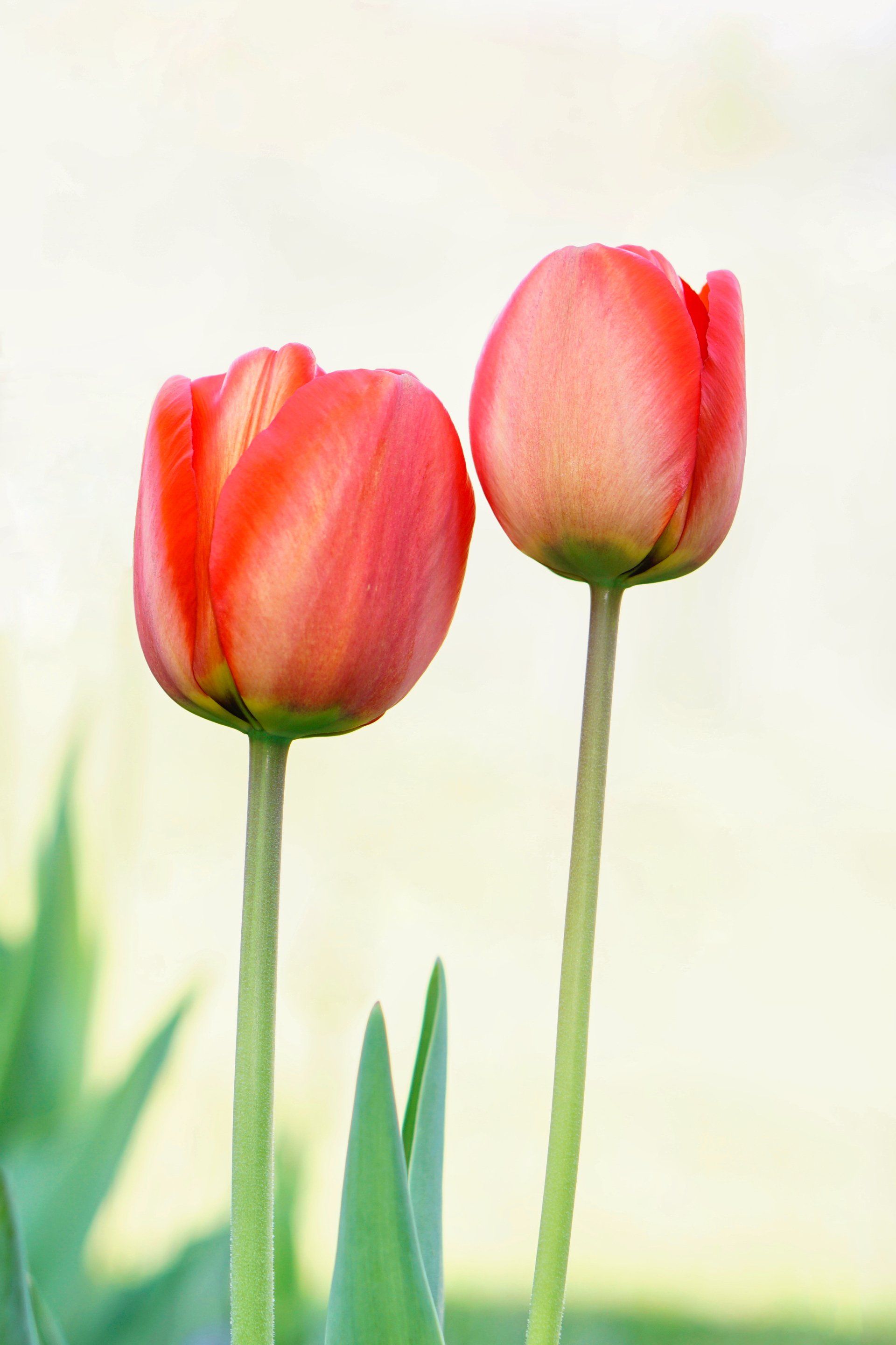 a pair of red tulips