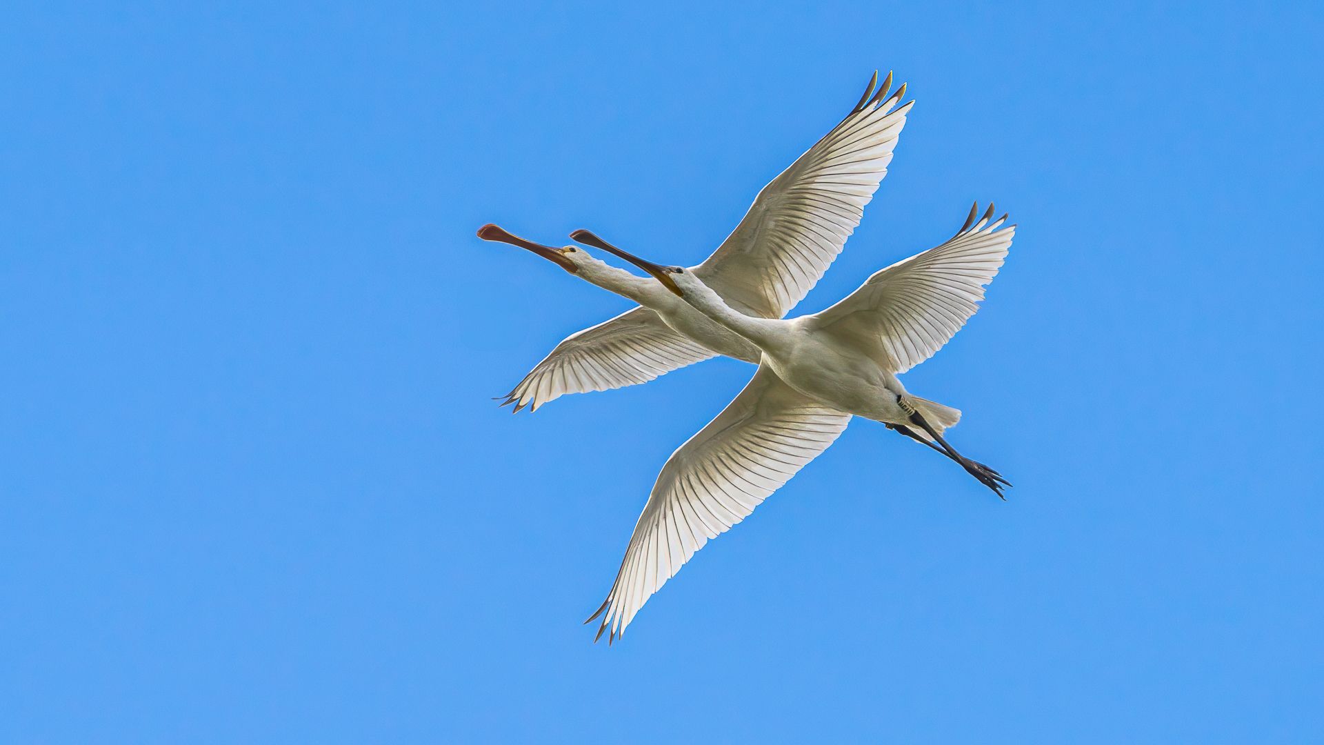 a pair of geese flying overhead