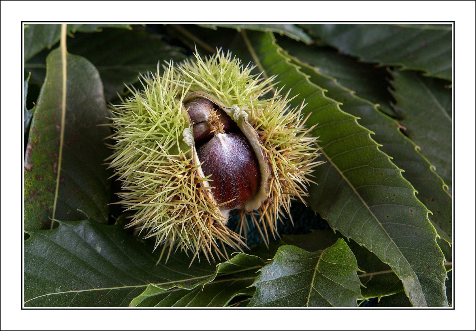 a chestnut peeping out of it's casing