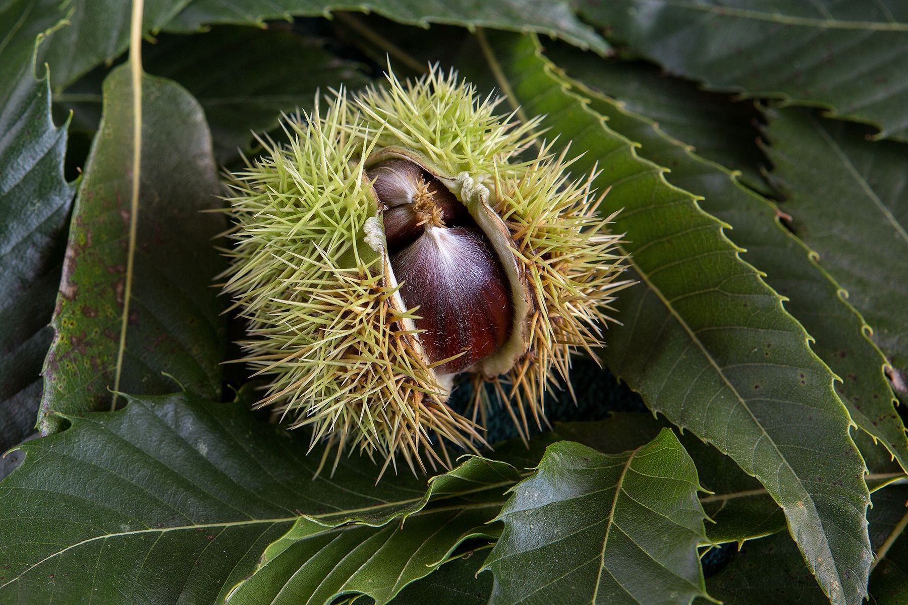 horse chestnuts peeping out from the case