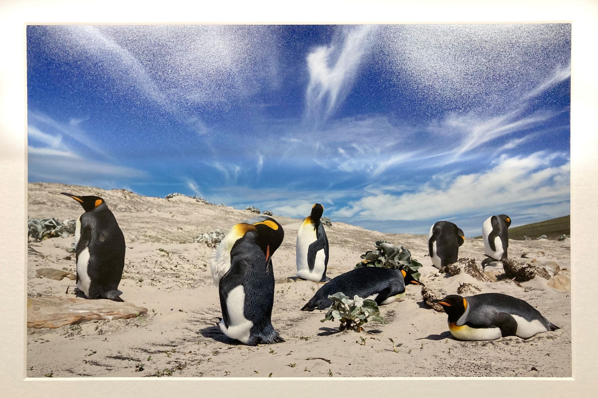 King Penguins by Stewart Haynes (RB Foto) King Penguins
