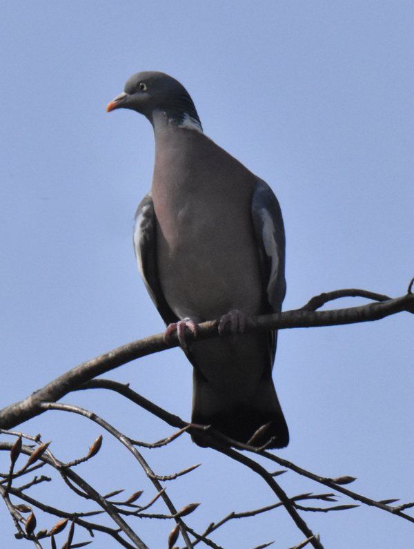 a pidgeon