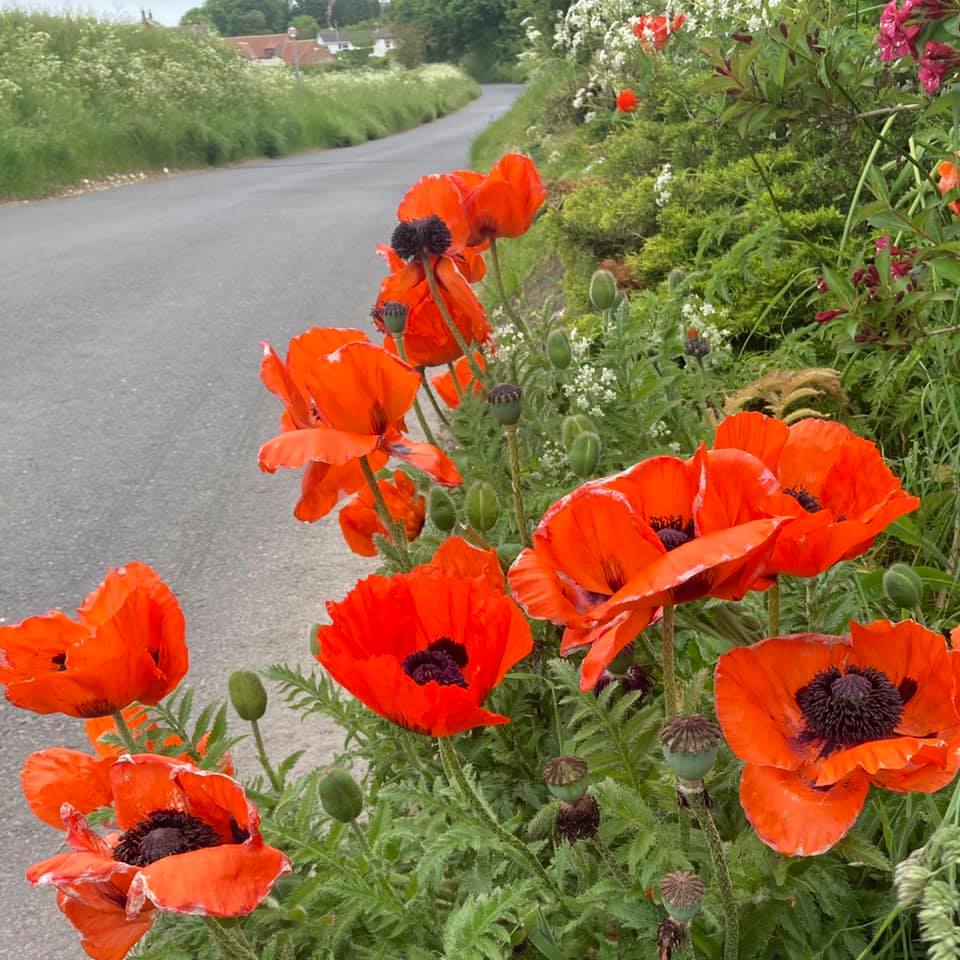 Photo by: Derek Smith roadside popies