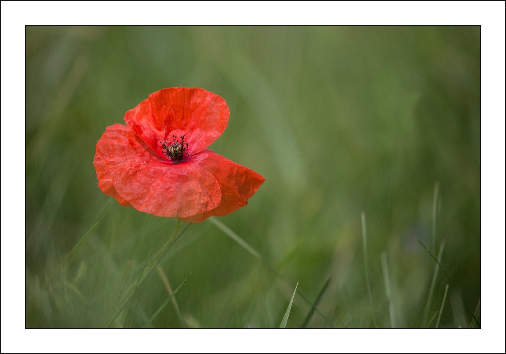 Photo by: Paul Malley a poppy in a field of green