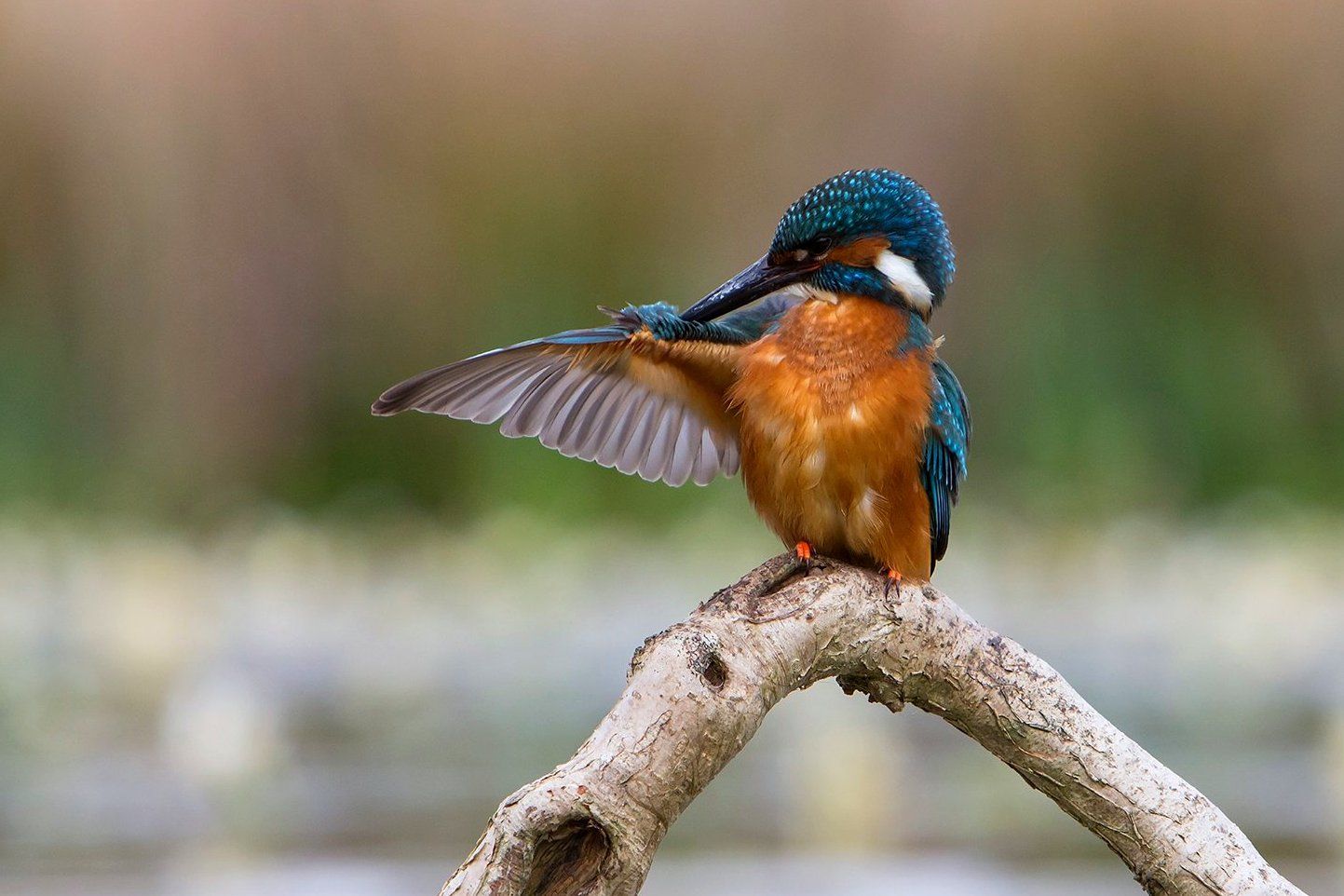 kingfisher bird on a branch