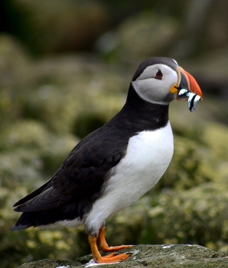 a puffin on farne island