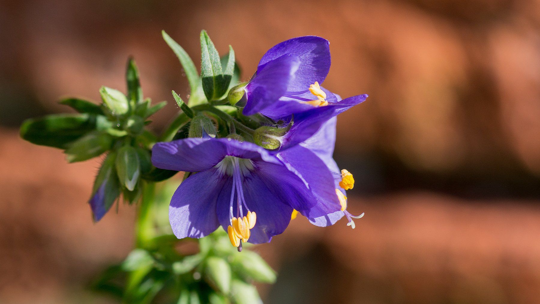 purple and yellow flower