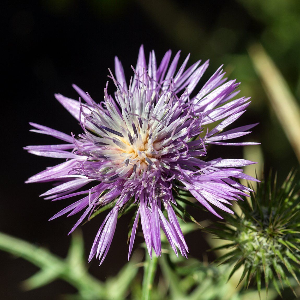 purple glory flower head