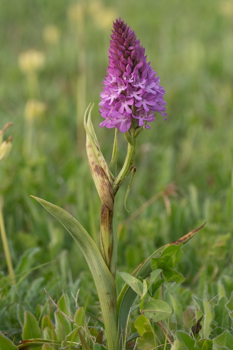 Pyramidal Orchid