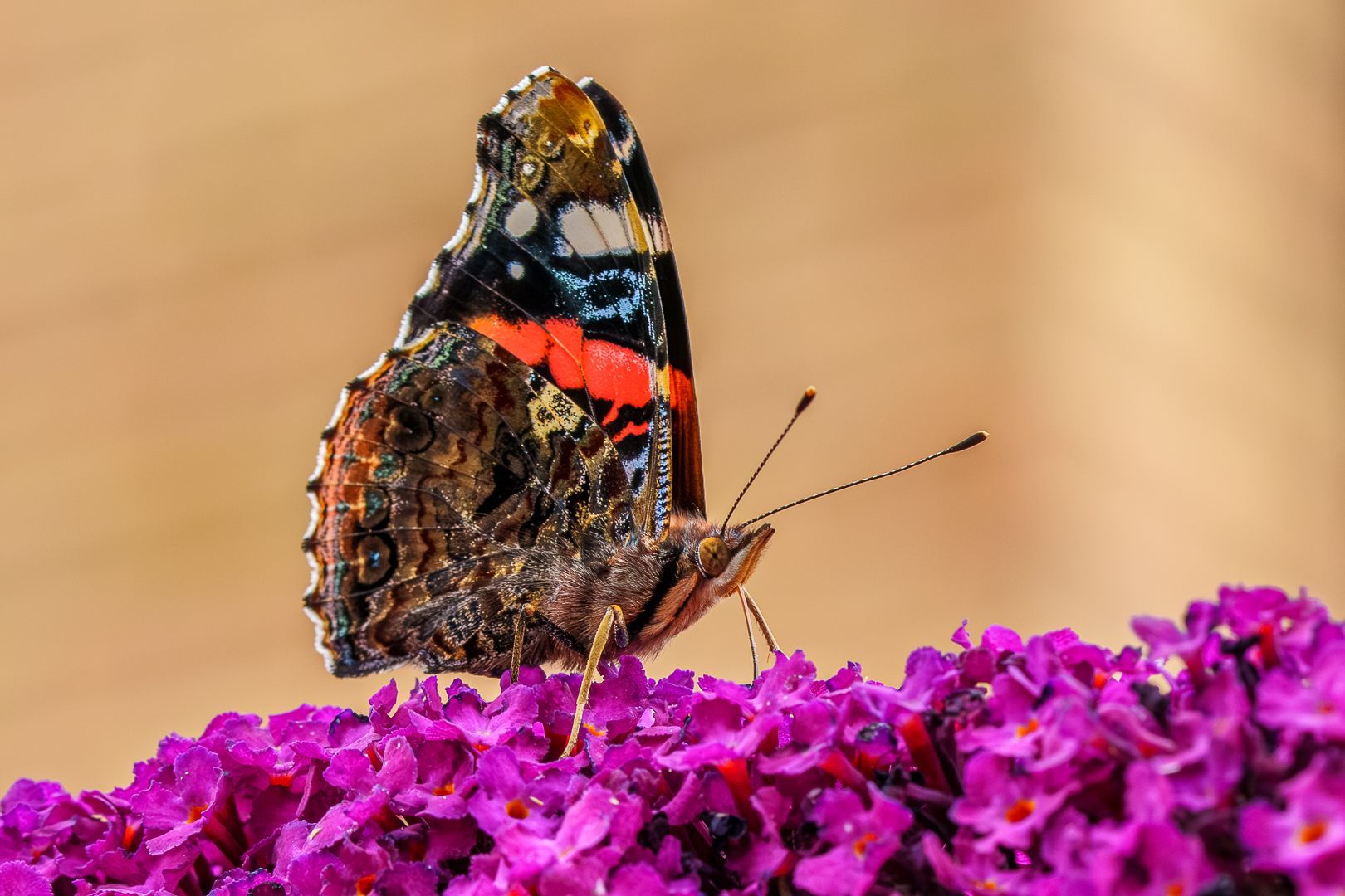 A Red Admiral butterfly on a Buddleia bush