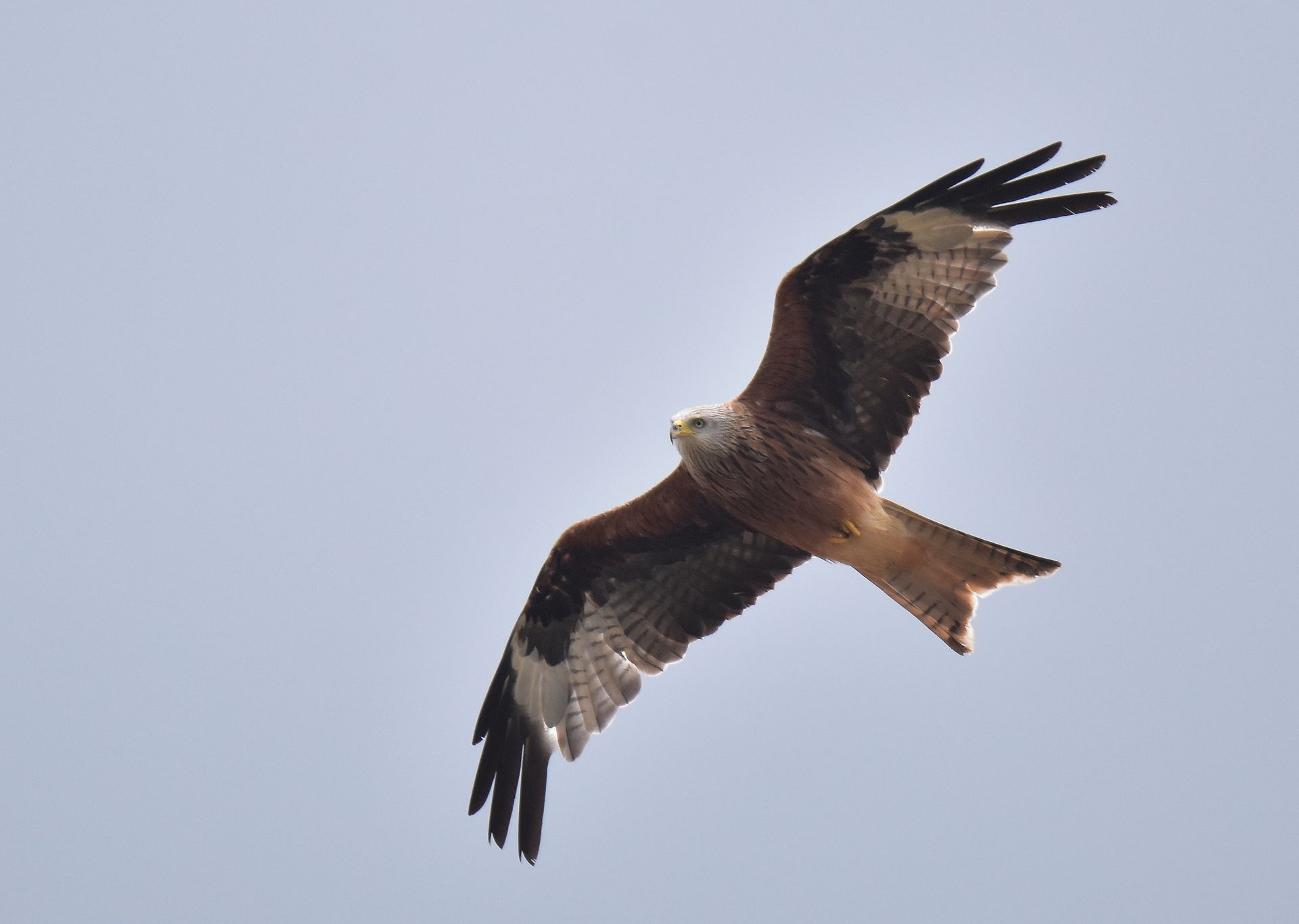 Red Kite by Graham Harrison a red kite bird flying over lincolnshire