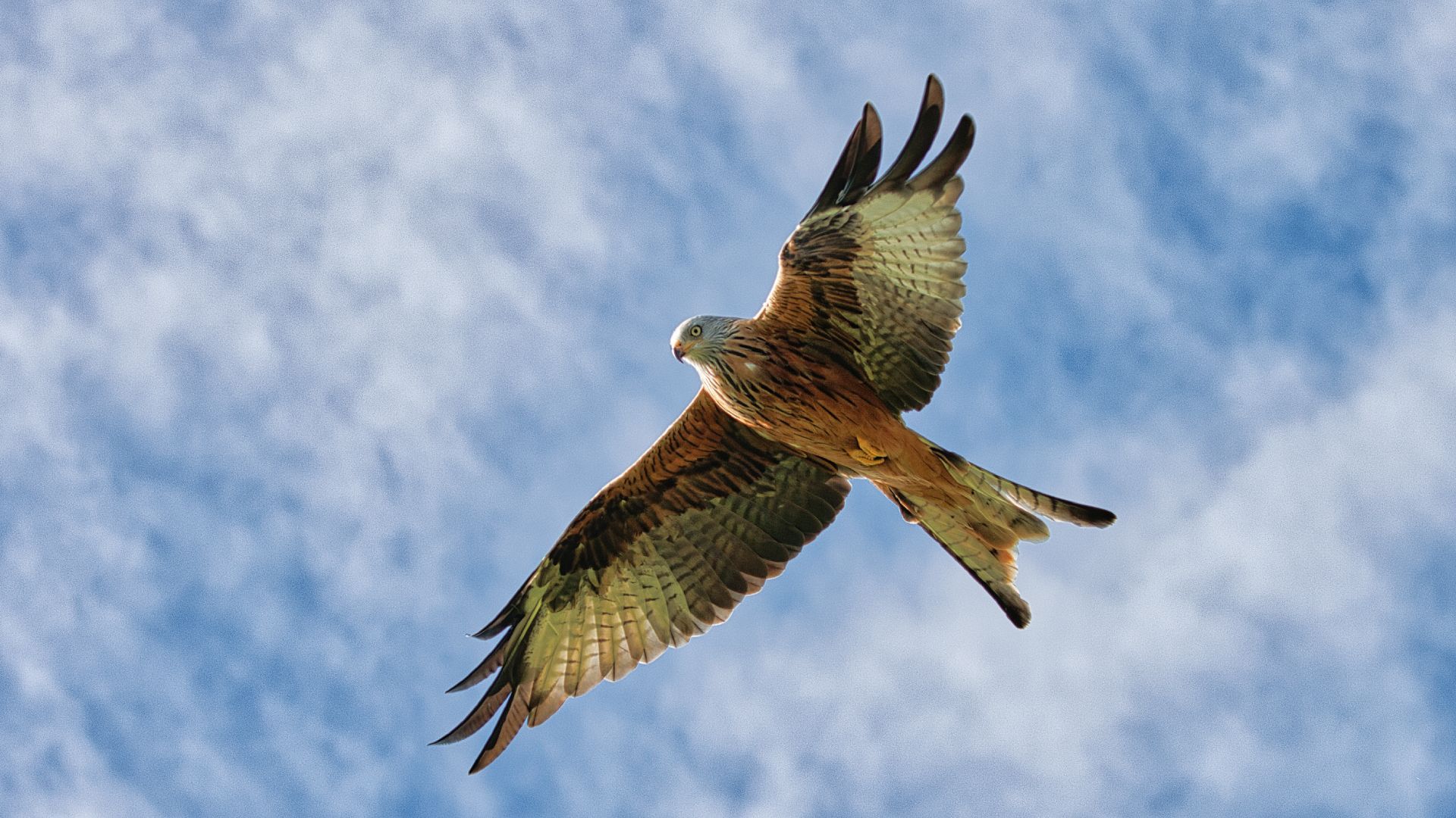 a red kite bird of prey pictured in the sky