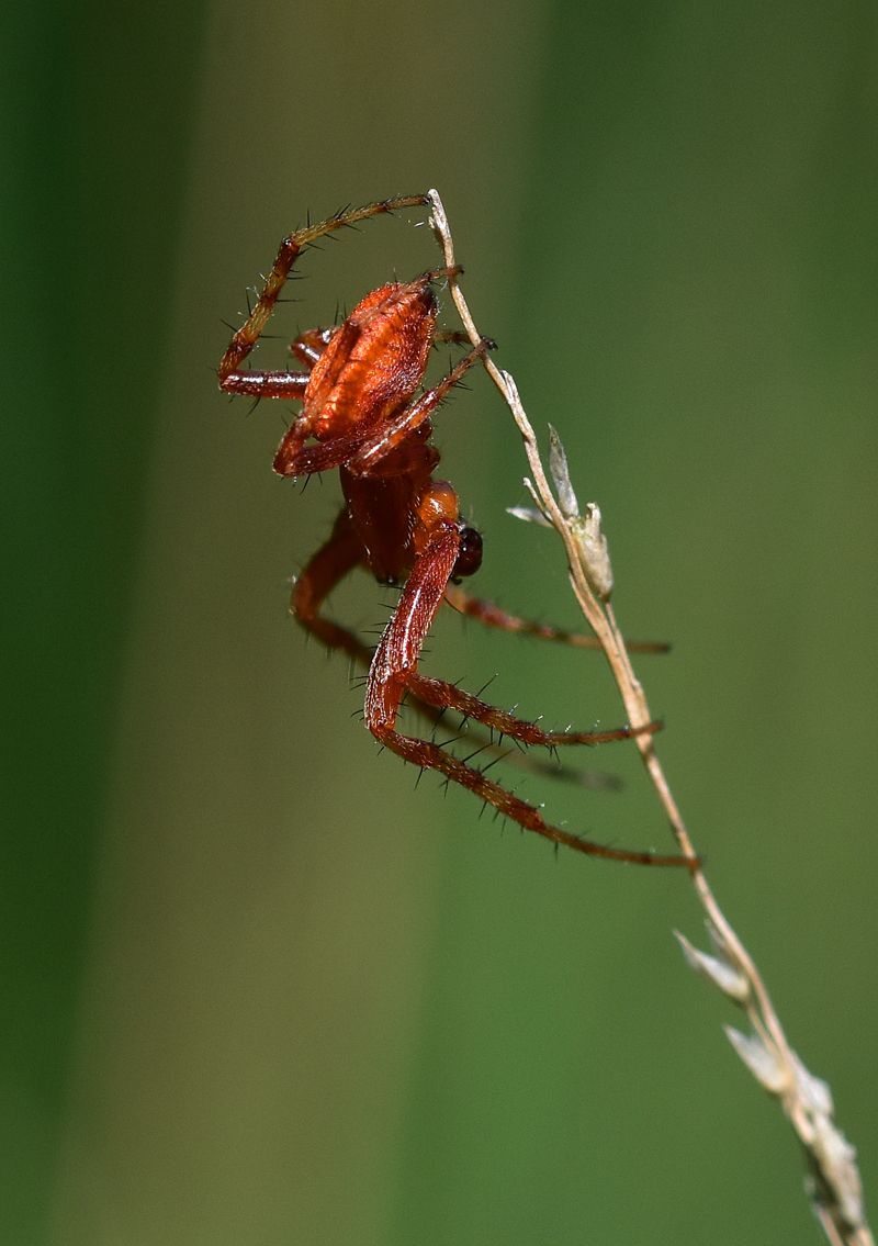 a red spider on a stalk