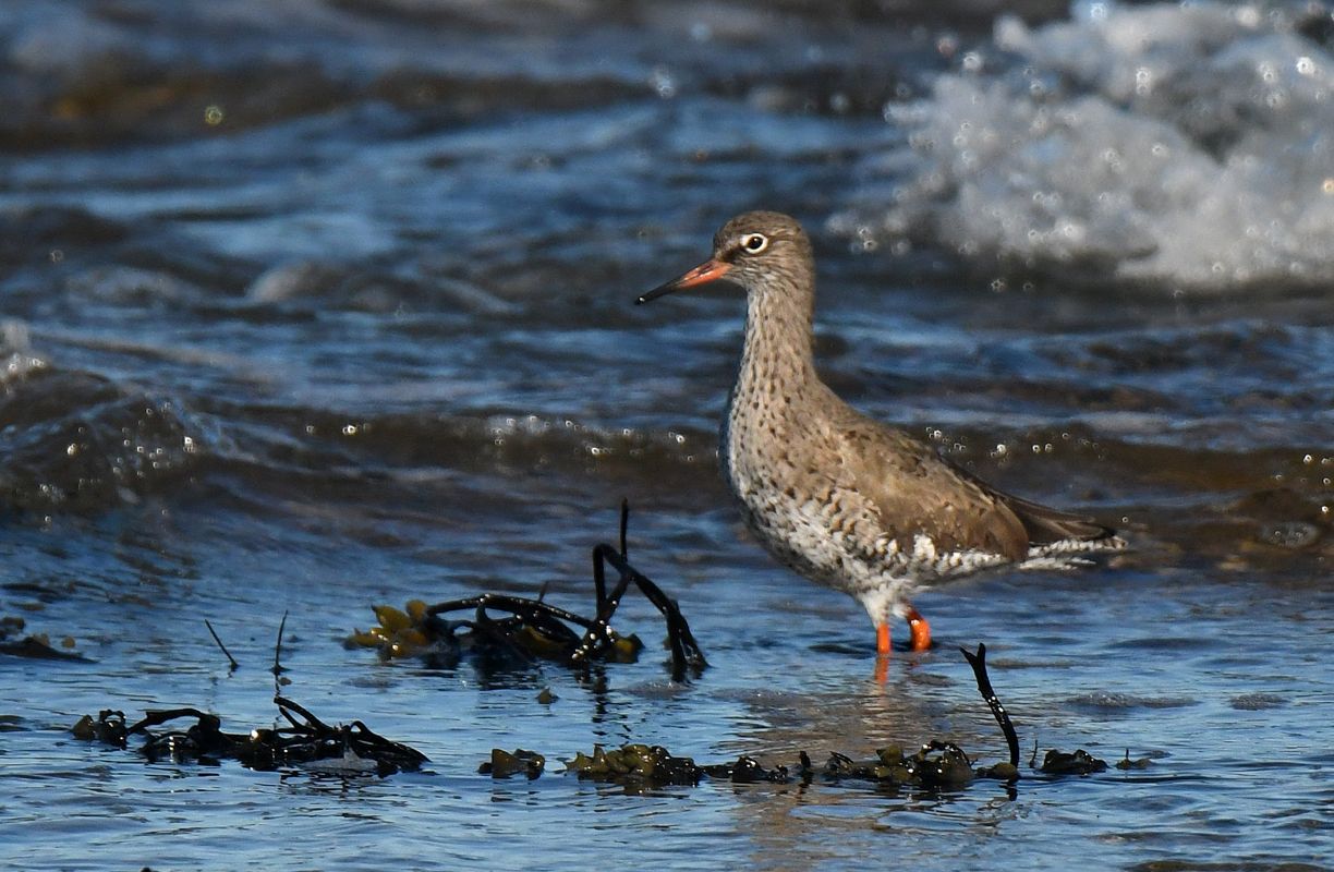 A Redshank at the waters edge