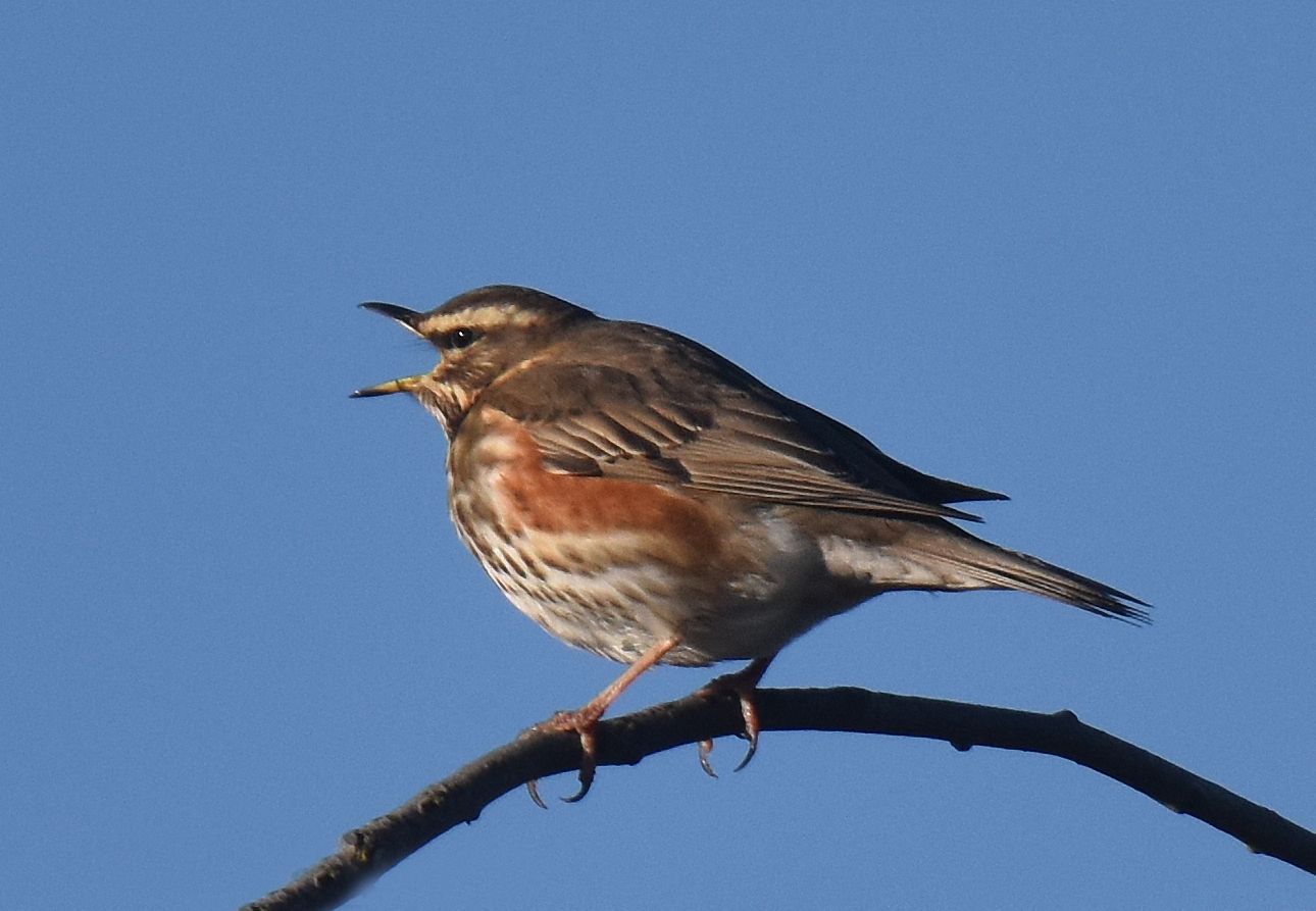 a redwing bird at gibraltar point