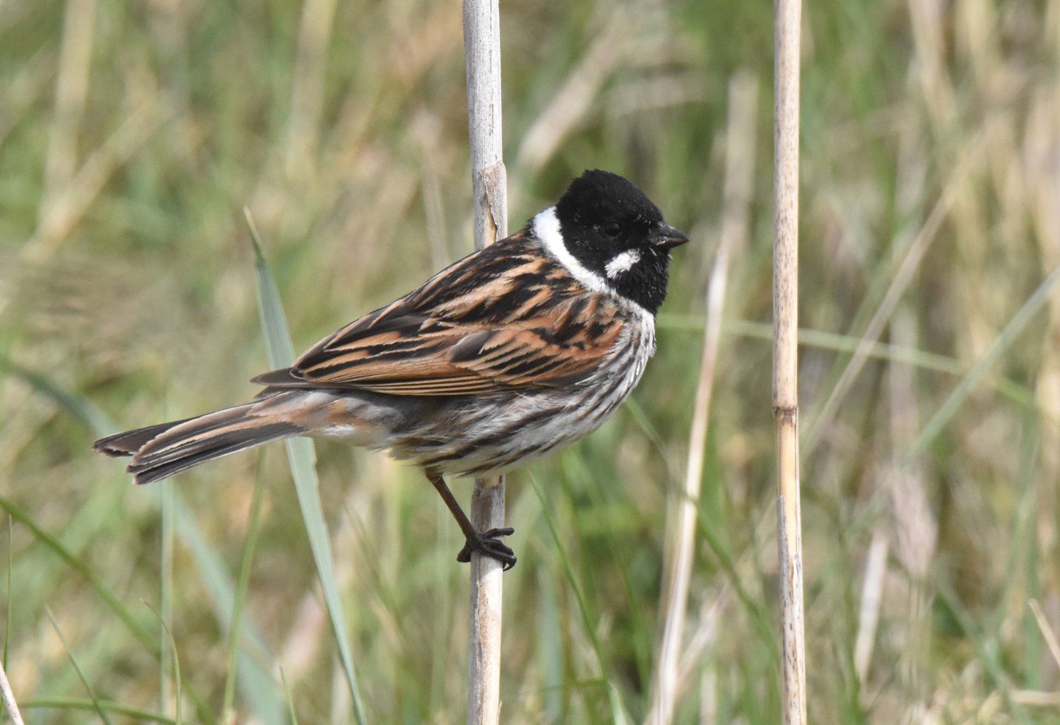 Reed Bunting by Graham Harrison a reed bunting amoong the reeds