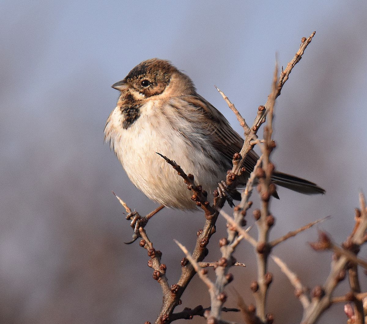 Photo by: Graham Harrison an image of a reed bunting bird