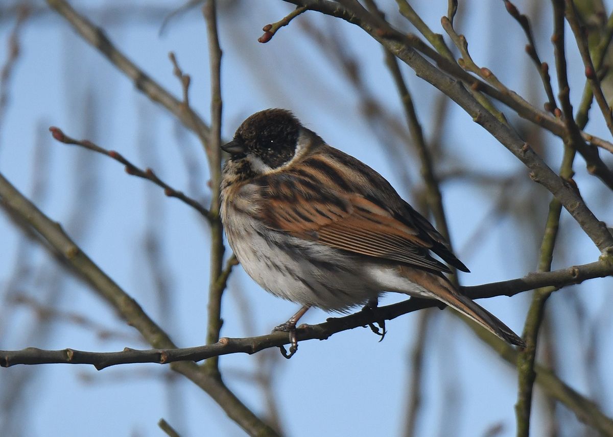 Reed Bunting by Graham Harrison a reed bunting in a hedgerow setting