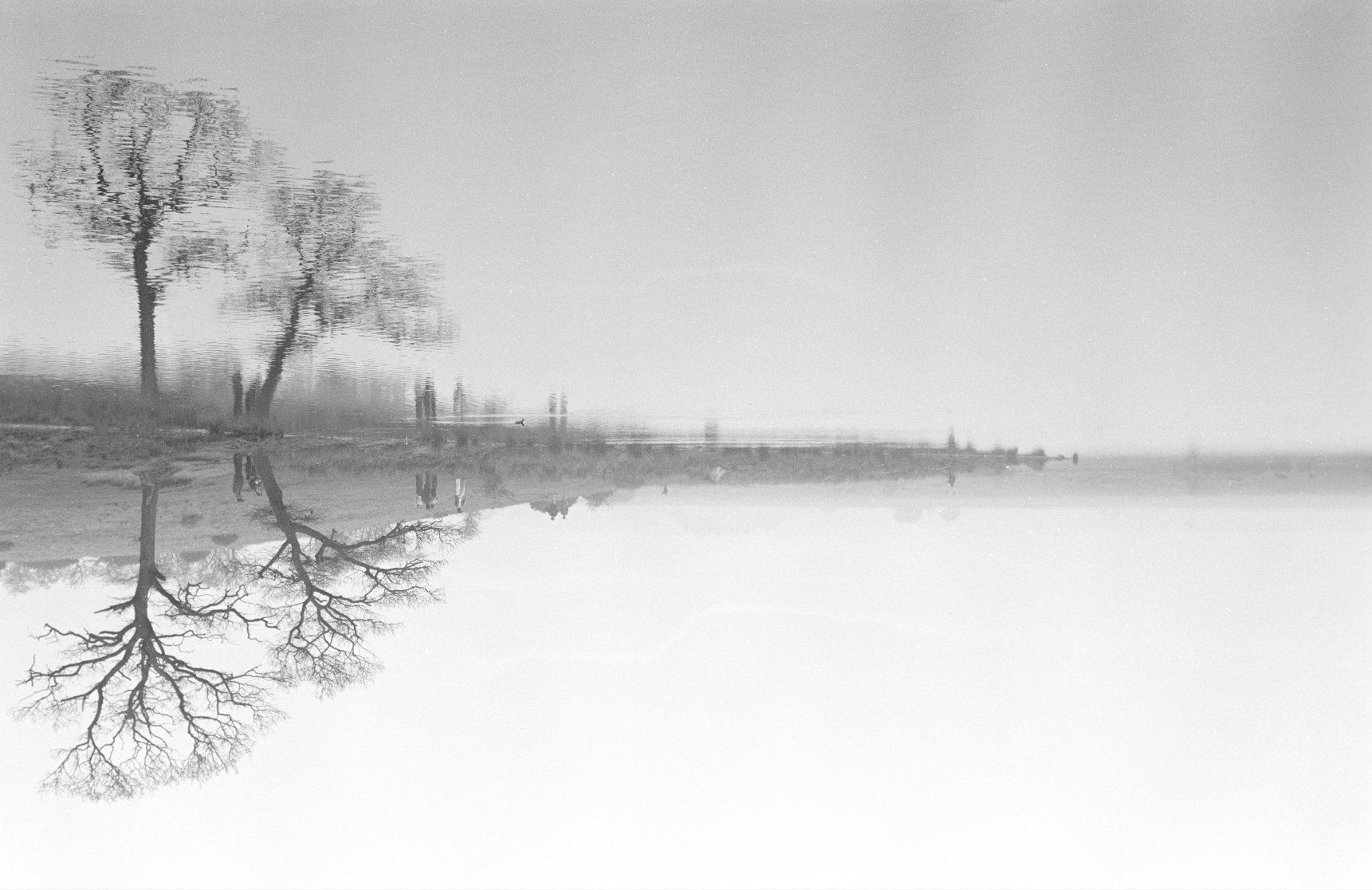 reflections of trees in water