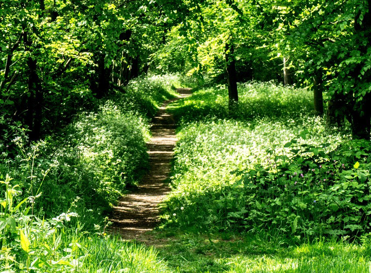 a woodland walk in dappled sunshine