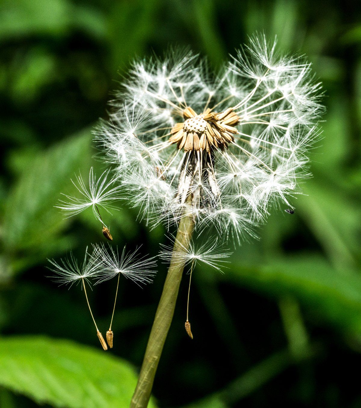 a dandelion releasing the seeds