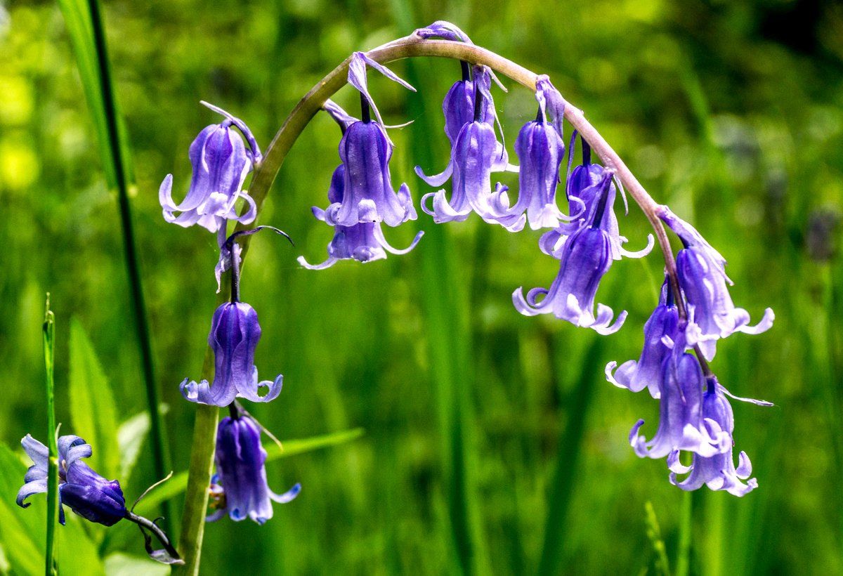 woodland bluebells