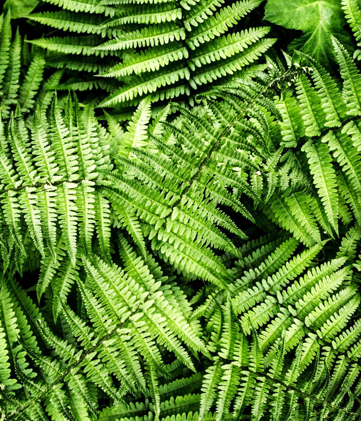 woodland ferns