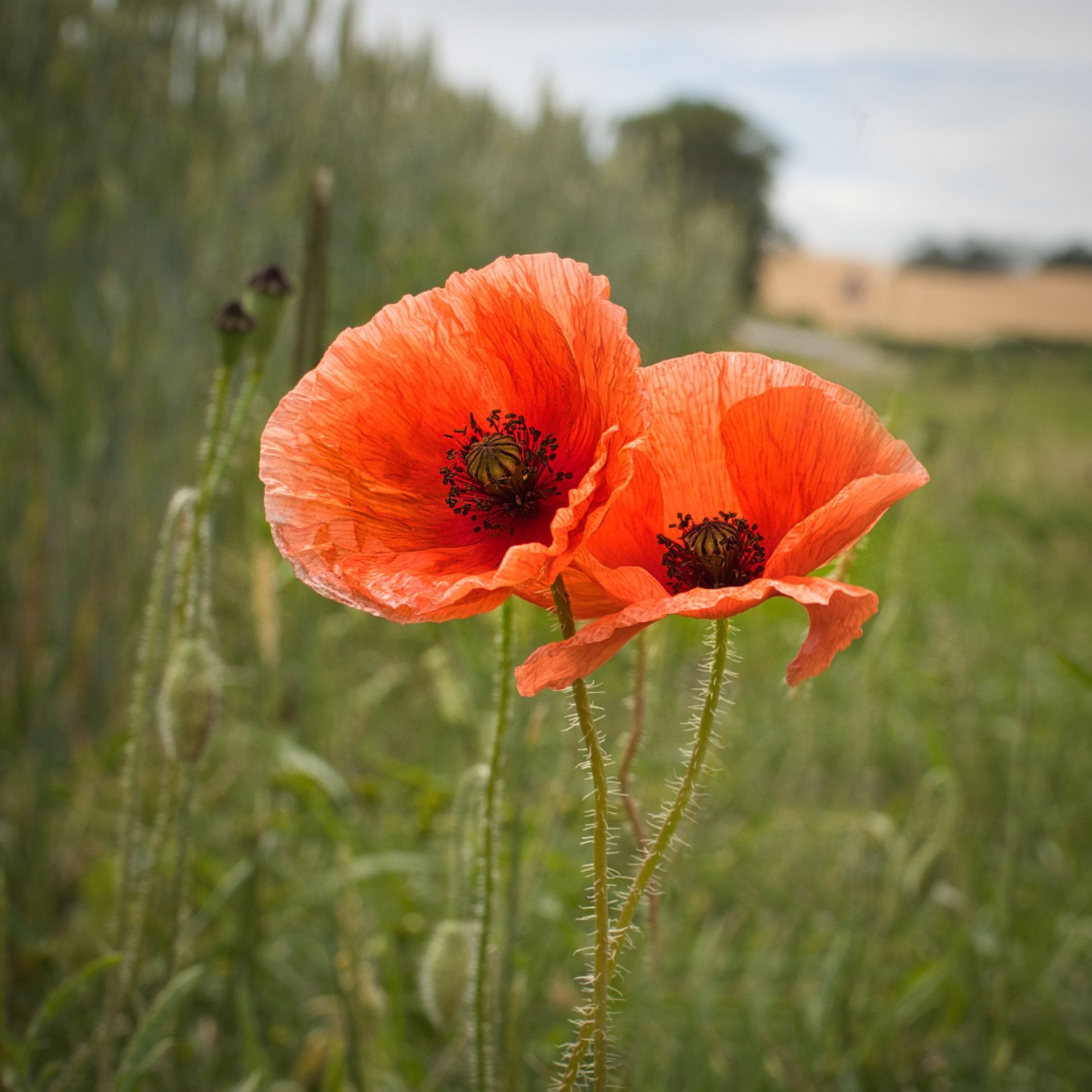 Roadside Poppies