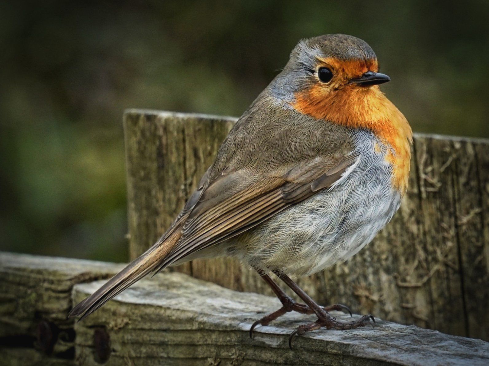 Photo by Derek Smith a robin on a fence