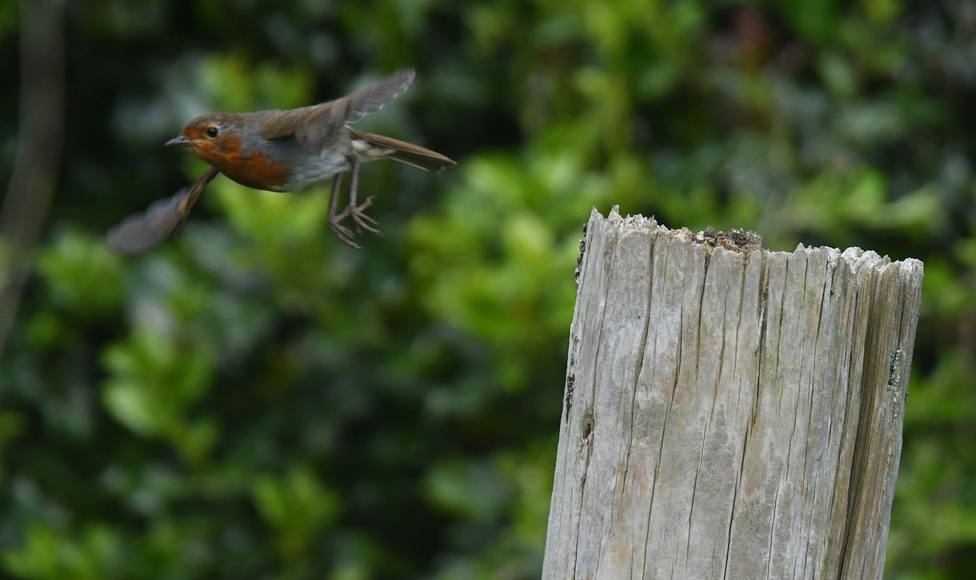 Robin by Graham Harrison a robin in flight