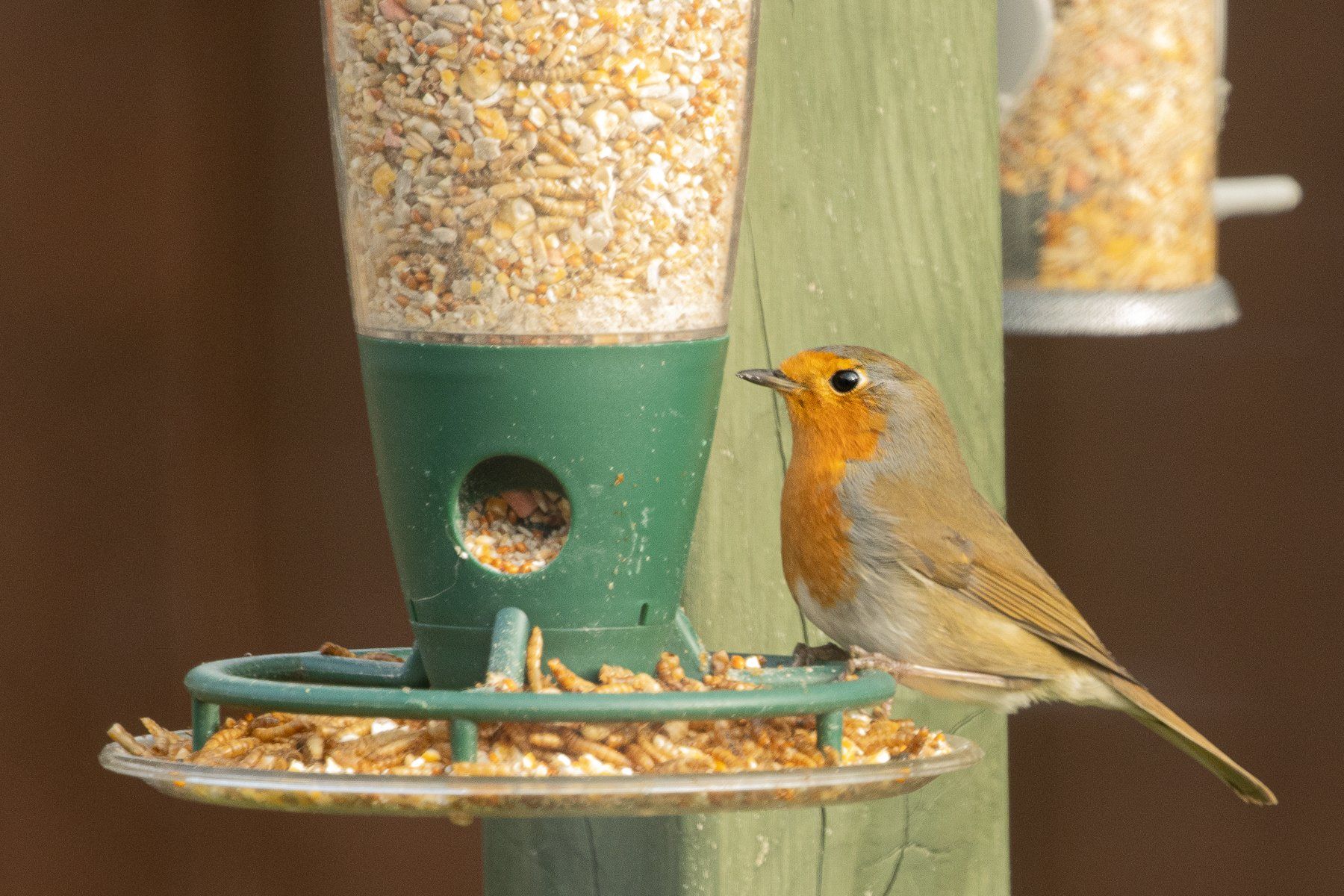a robin at the bird feeder