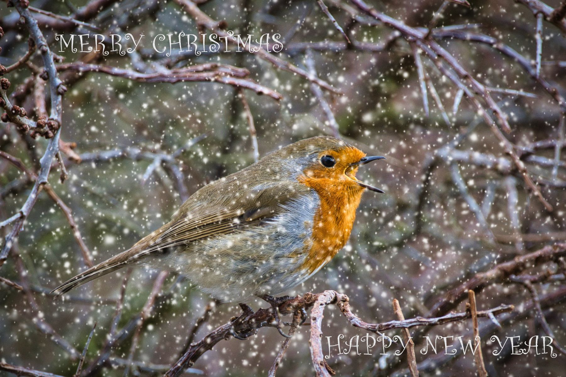 a robin on a branch in snow
