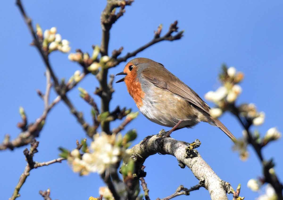 a robin by Graham Harrison a robin in spring blossom