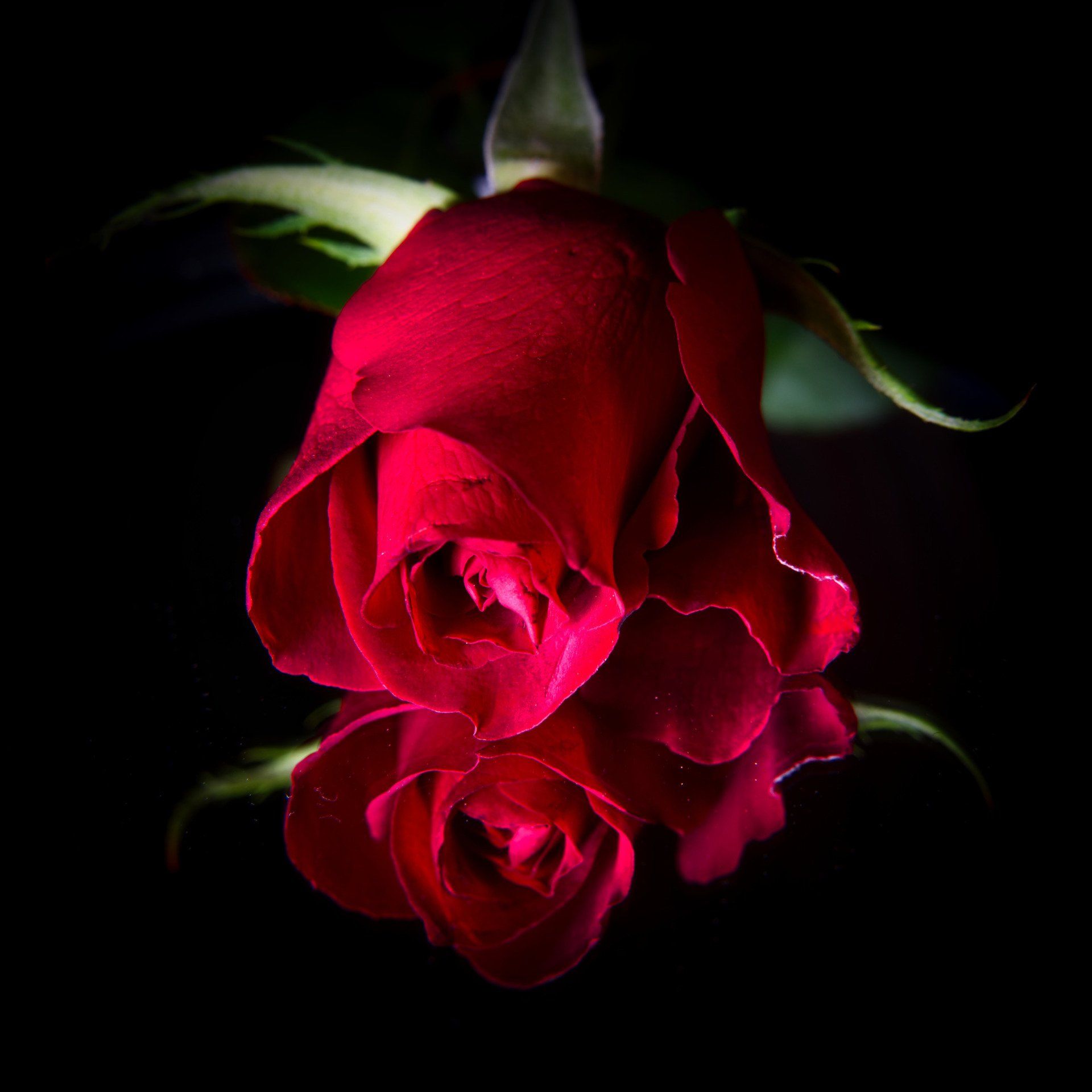 a red rose on a mirror
