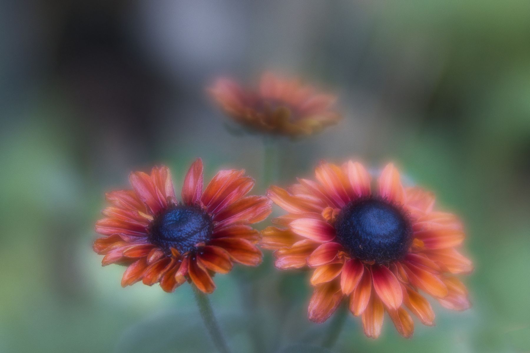 Rudbeckia