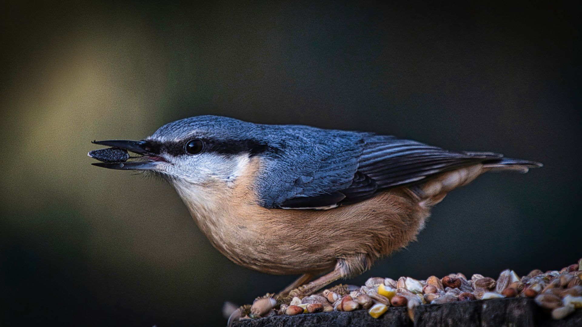 a nuthatch on a post