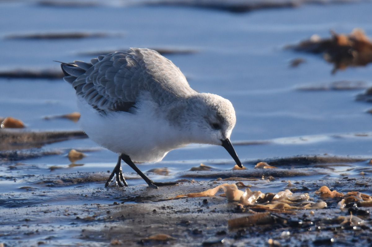 a sanderling bird at gibraltar point