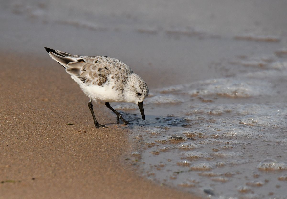 a Sanderling bird