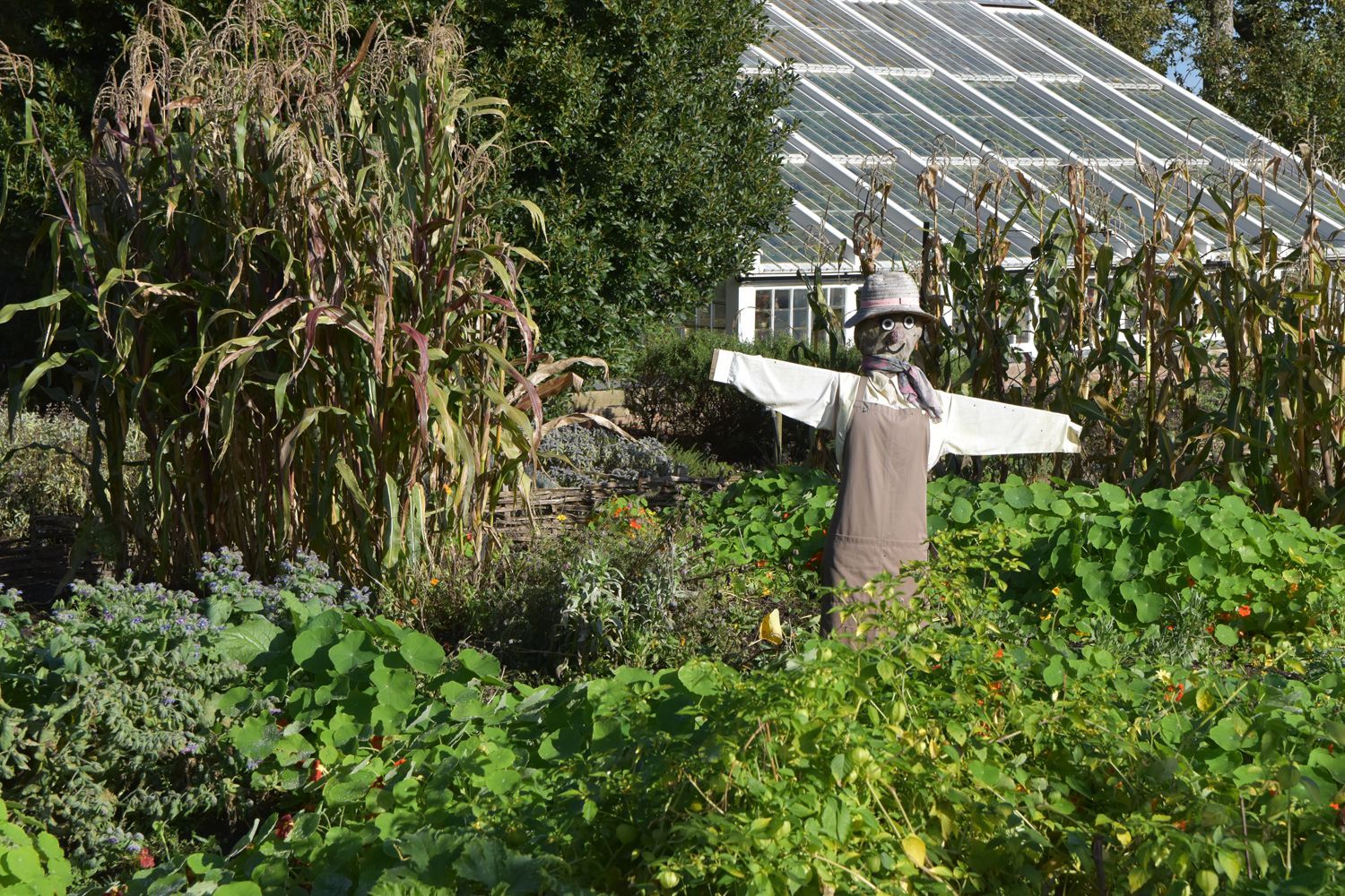 a scarecrow at the Black Country museum