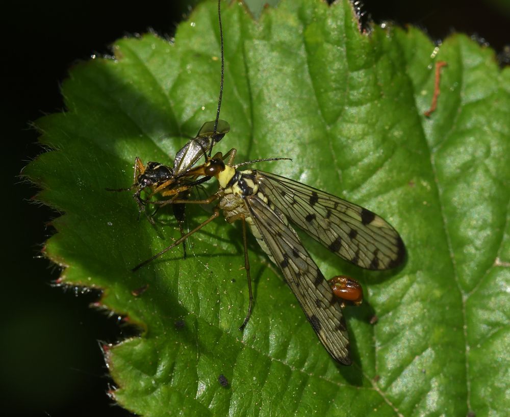 Scorpion Fly with Kill by Graham Harrison a scorpion fly with kill