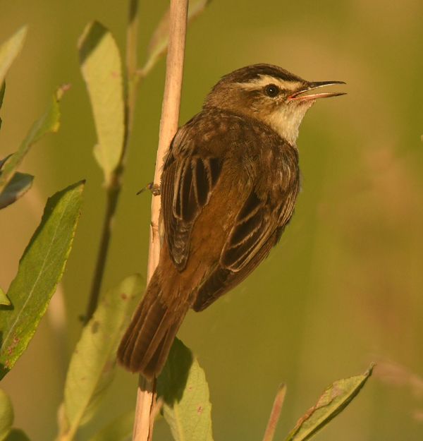 Sedge Warbler