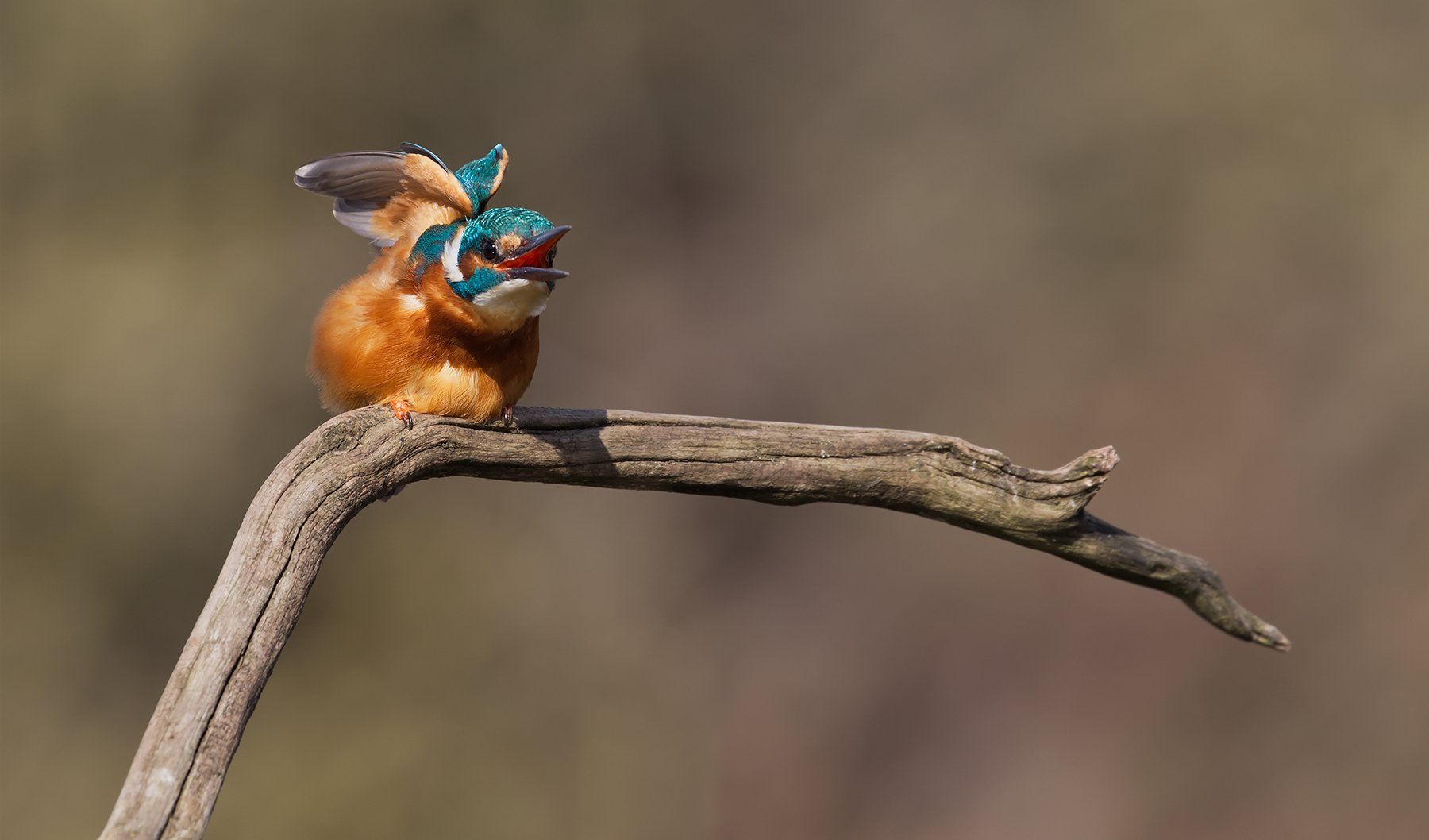 Image by Paul Malley a kingfisher on a branch shaking his wings dry