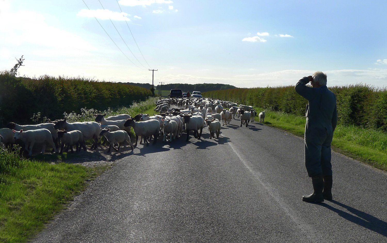 sheep being herded on a lincolnshire lane