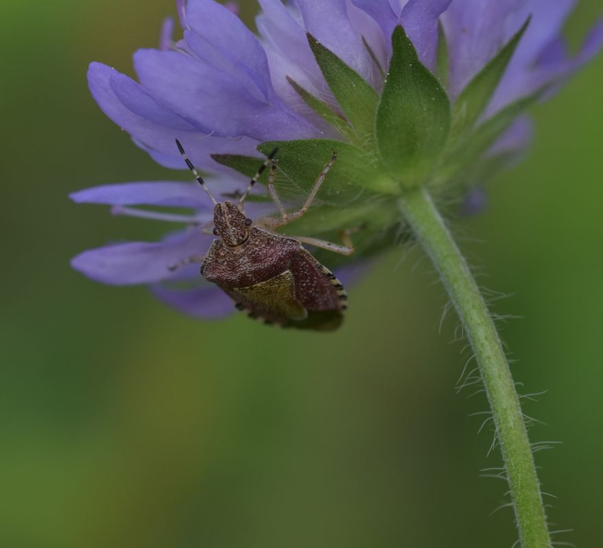 a shield bug