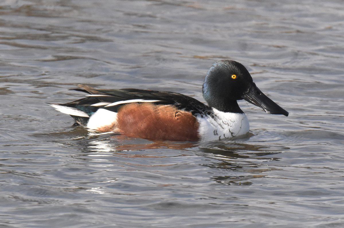 ducks at far ings nature reserve
