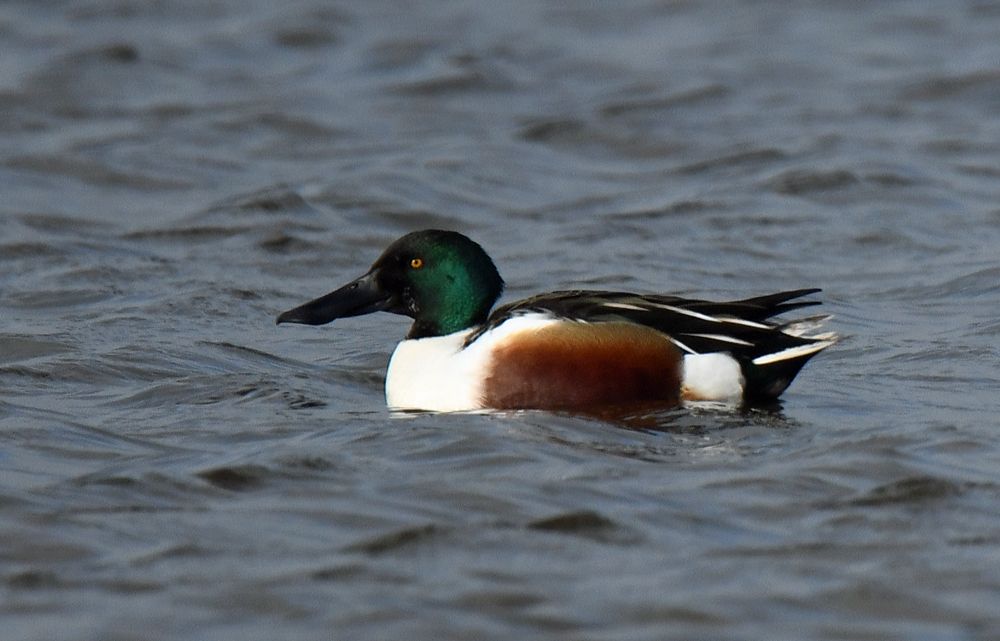 Shoveler Duck at Rimac by Graham Harrison a Shoveler duck on water