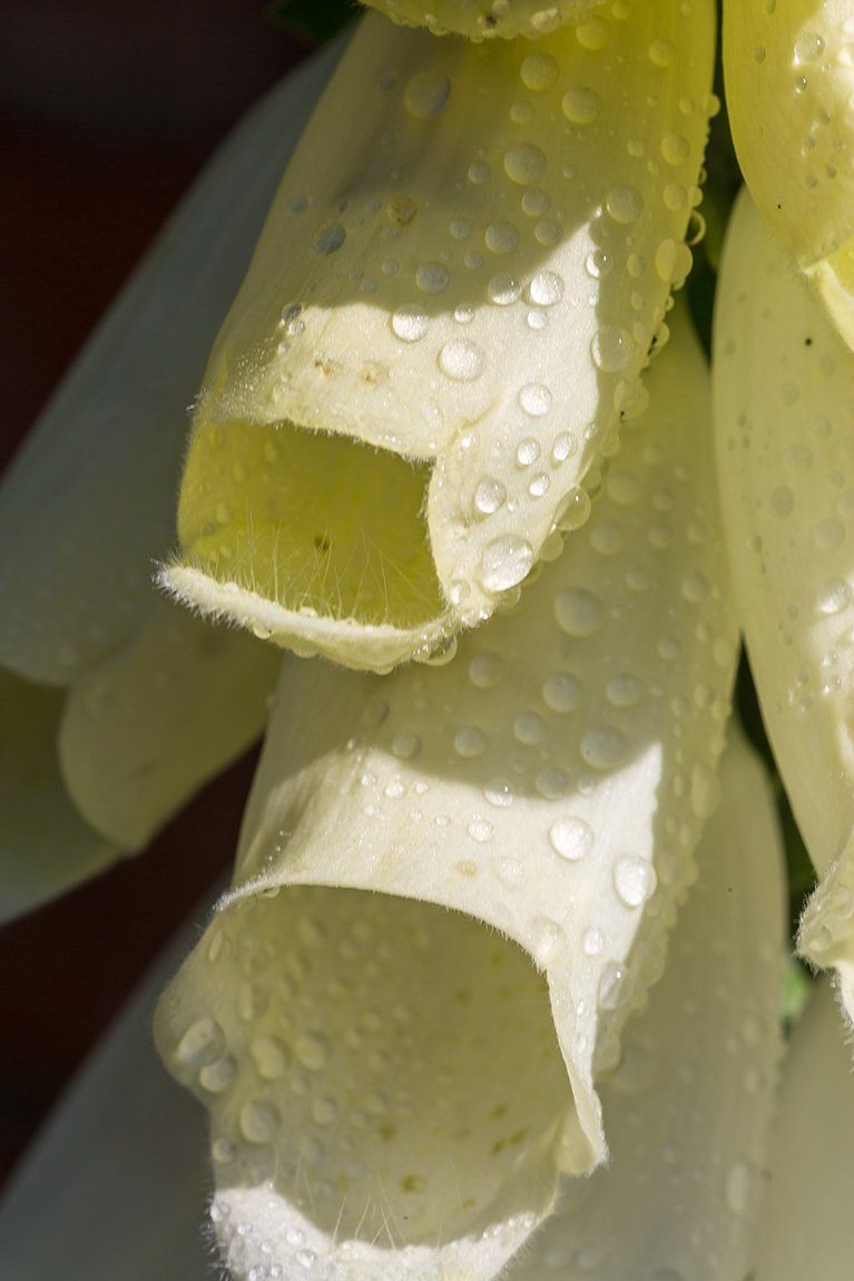 foxgloves with raindrops