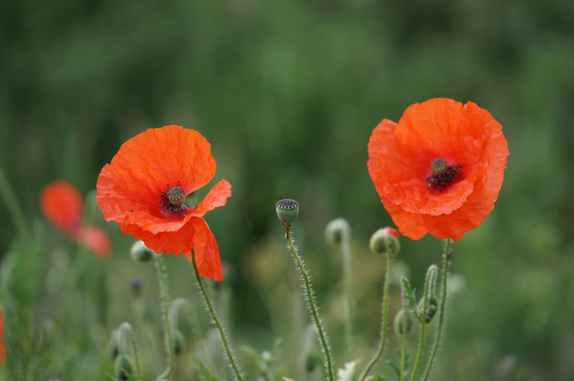 Poppies in a field